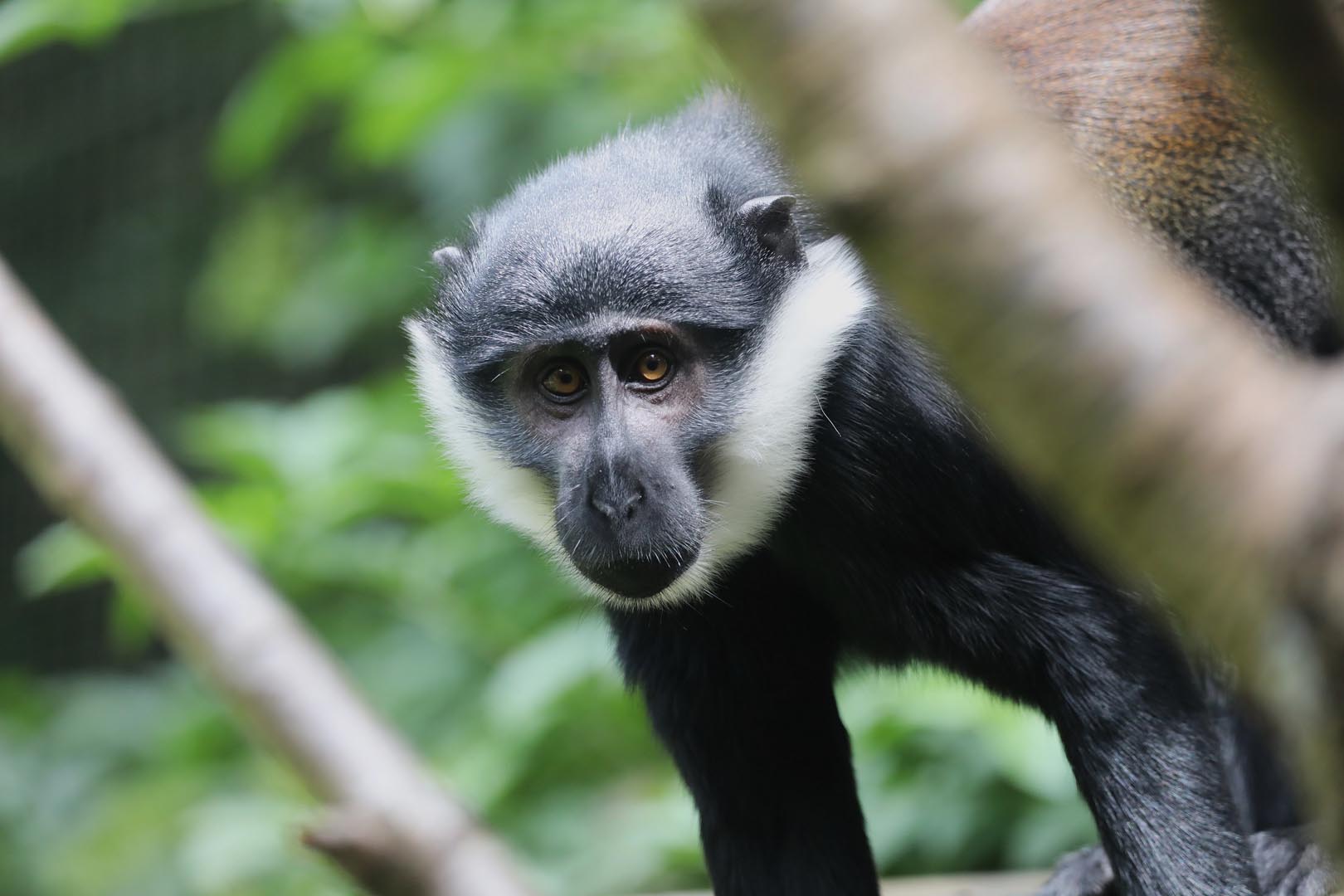L'Hoest's monkey peering out from behind a branch. Eye contact IMAGE: Amy Middleton 2024